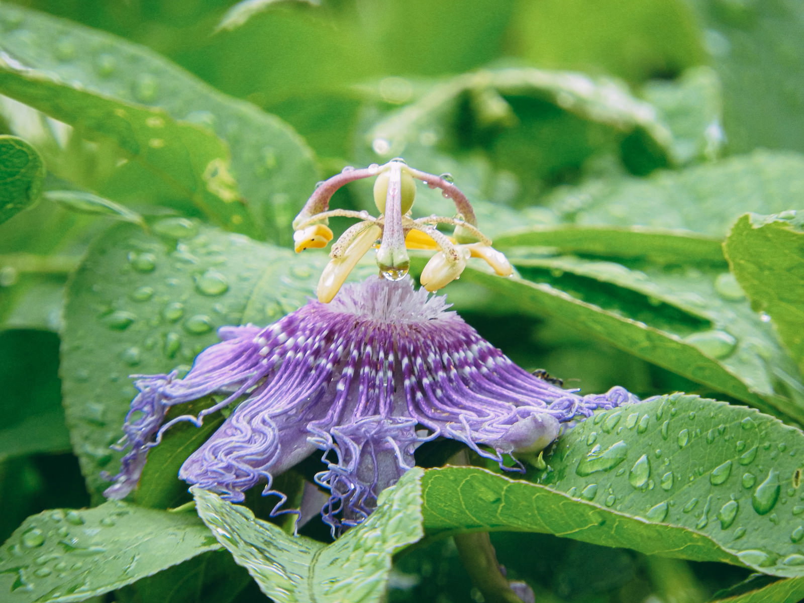 雨上がりの緑の葉の上に咲く紫色のトケイソウの花