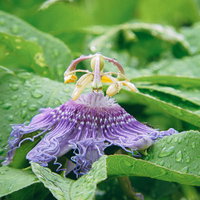 雨上がりのトケイソウの花。熱帯植物の紫色の花と水滴の写真