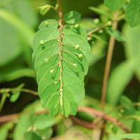 道端で見つけたナガエコミカンソウの緑色の葉の写真