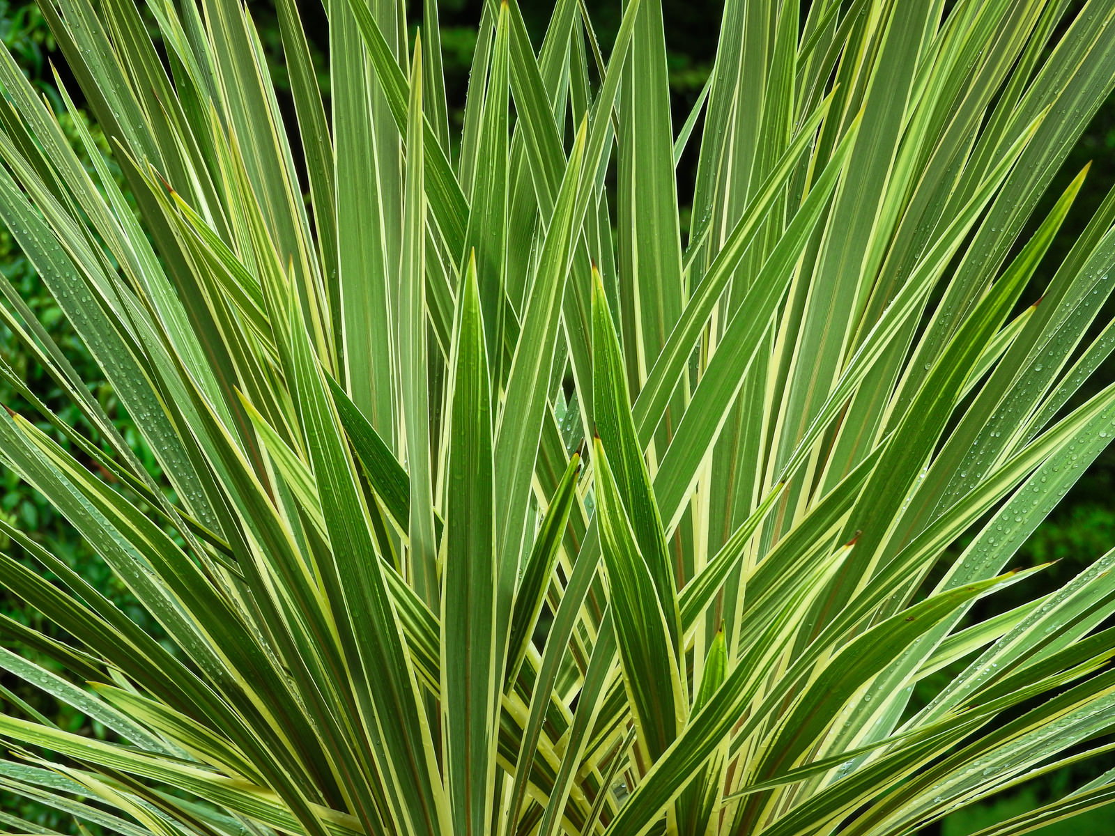 放射状に広がる細長い緑の葉に黄色い縁取りがあるニューサイラン