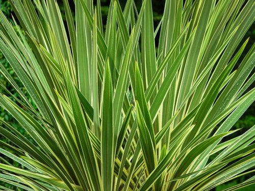 黄色い縁取りの長い葉を広げるニューサイラン