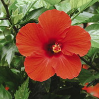 緑の葉に囲まれた鮮やかな赤いハイビスカスの花の写真