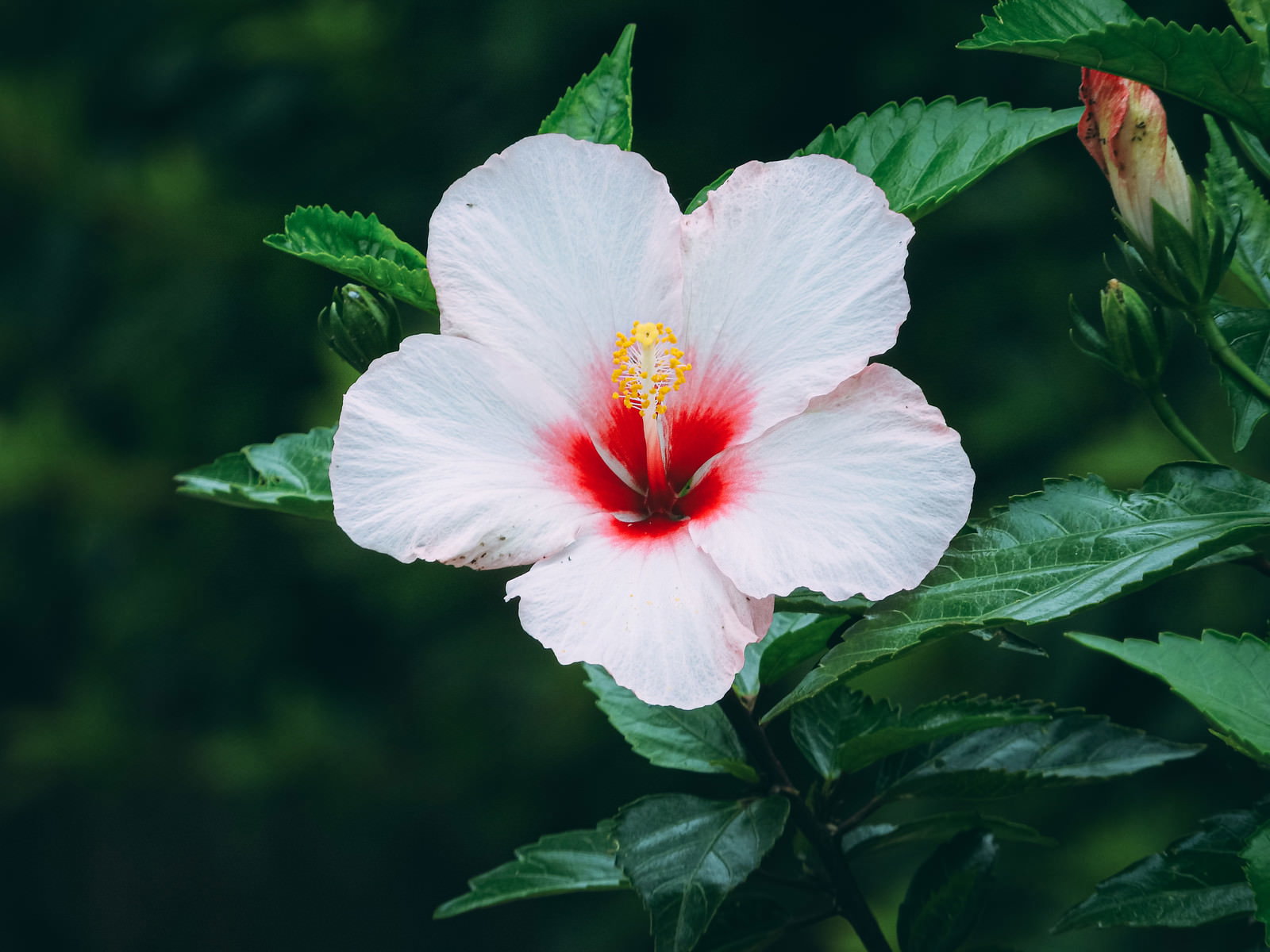 白い花びらに赤いしべが美しいハイビスカスの花