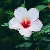 赤いしべが特徴の白色ハイビスカス、アオイ科の熱帯植物の写真