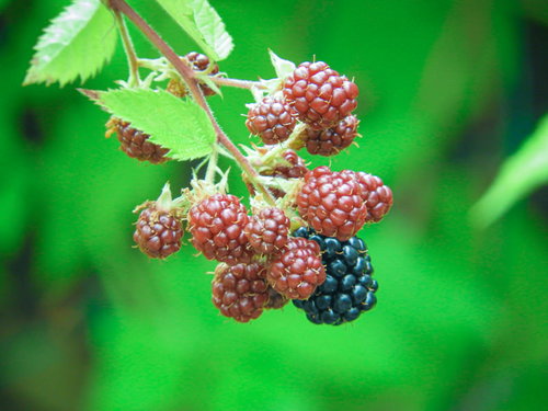 ブラックベリーの実と葉（バラ科）