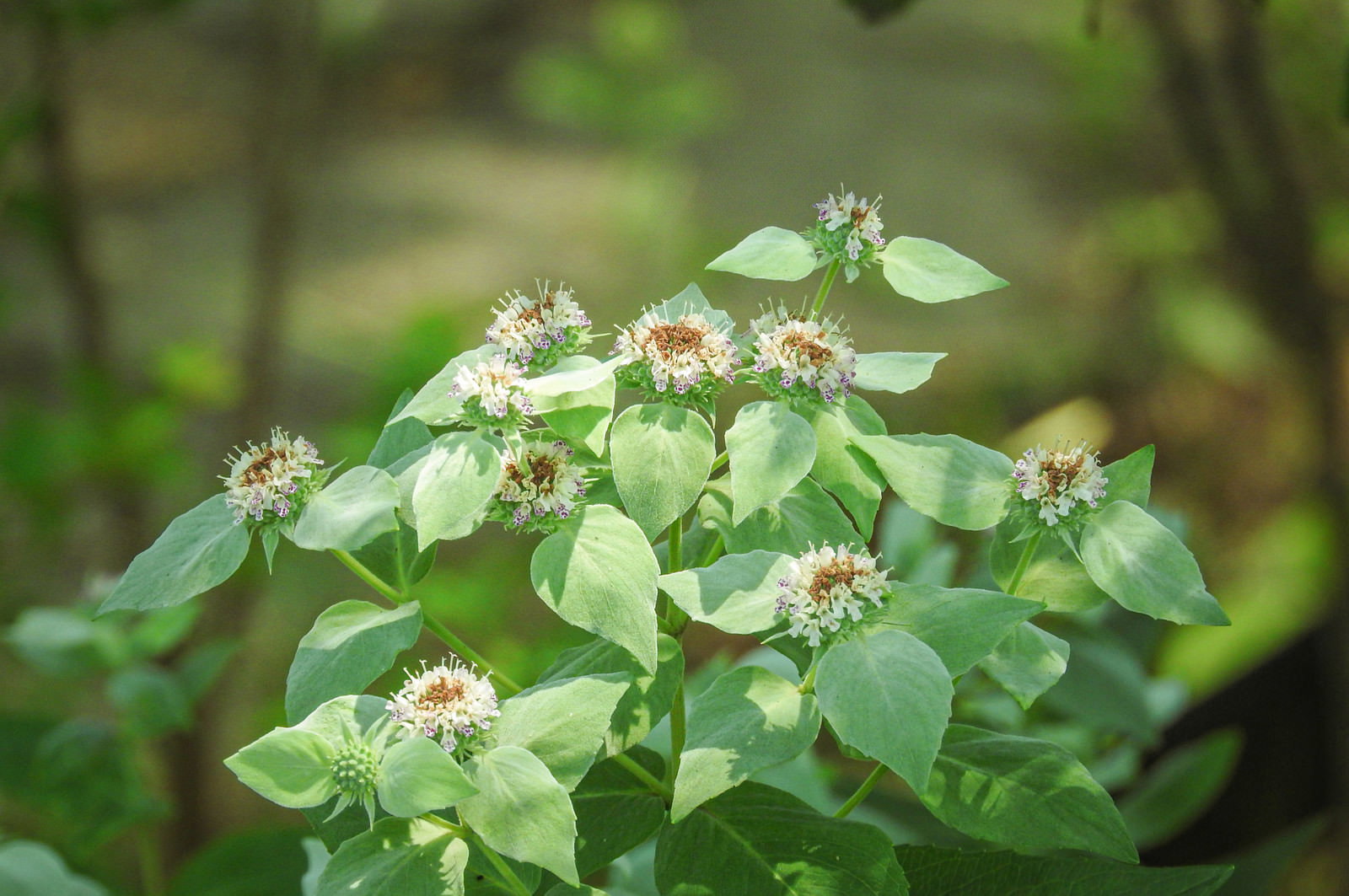 緑の葉の中に小さな白い花を咲かせるマウンテンミント