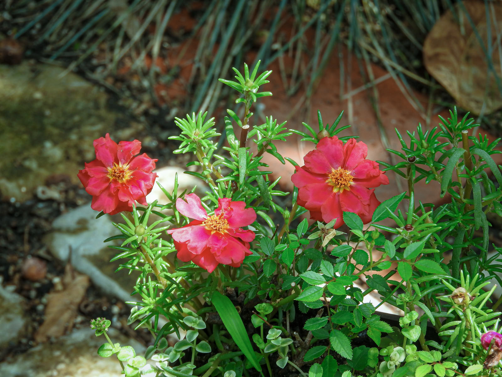 脇道に咲く赤いマツバボタンの花と緑の葉