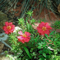 脇道で見つけた赤いマツバボタンの花が咲く様子の写真