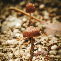 森の地面から生えた小さなきのこ、茶色い傘の菌類の写真