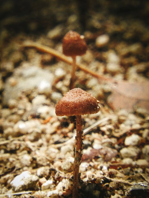 森の地面から生えた小さなきのこ、茶色い傘の菌類