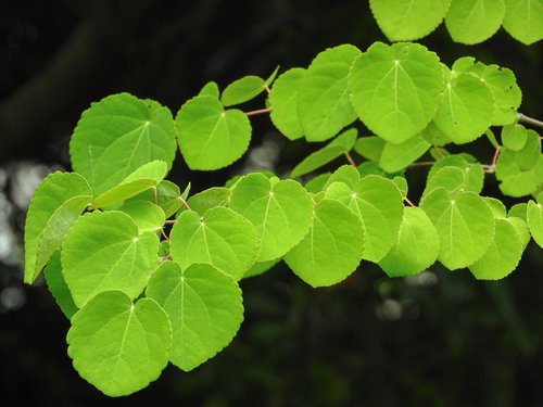 枝に連なる丸い形の桂の葉