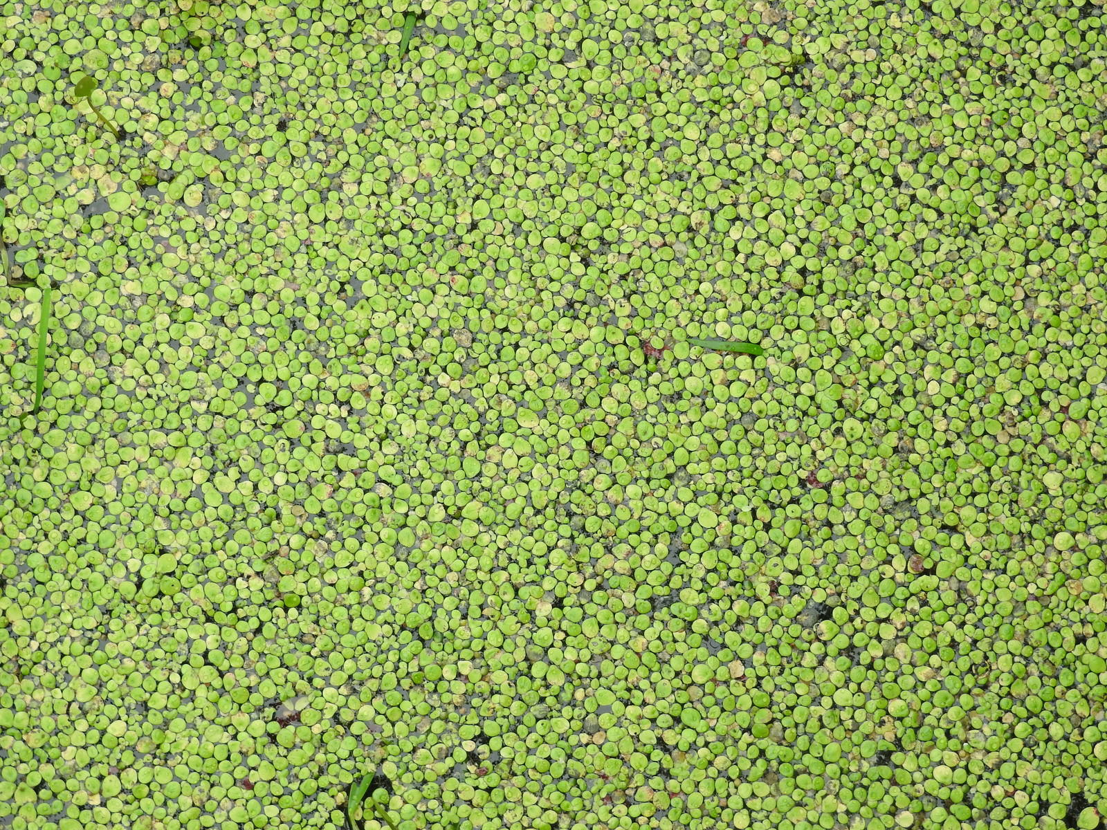 水面一面に広がる小さな緑色の浮草が密集している様子