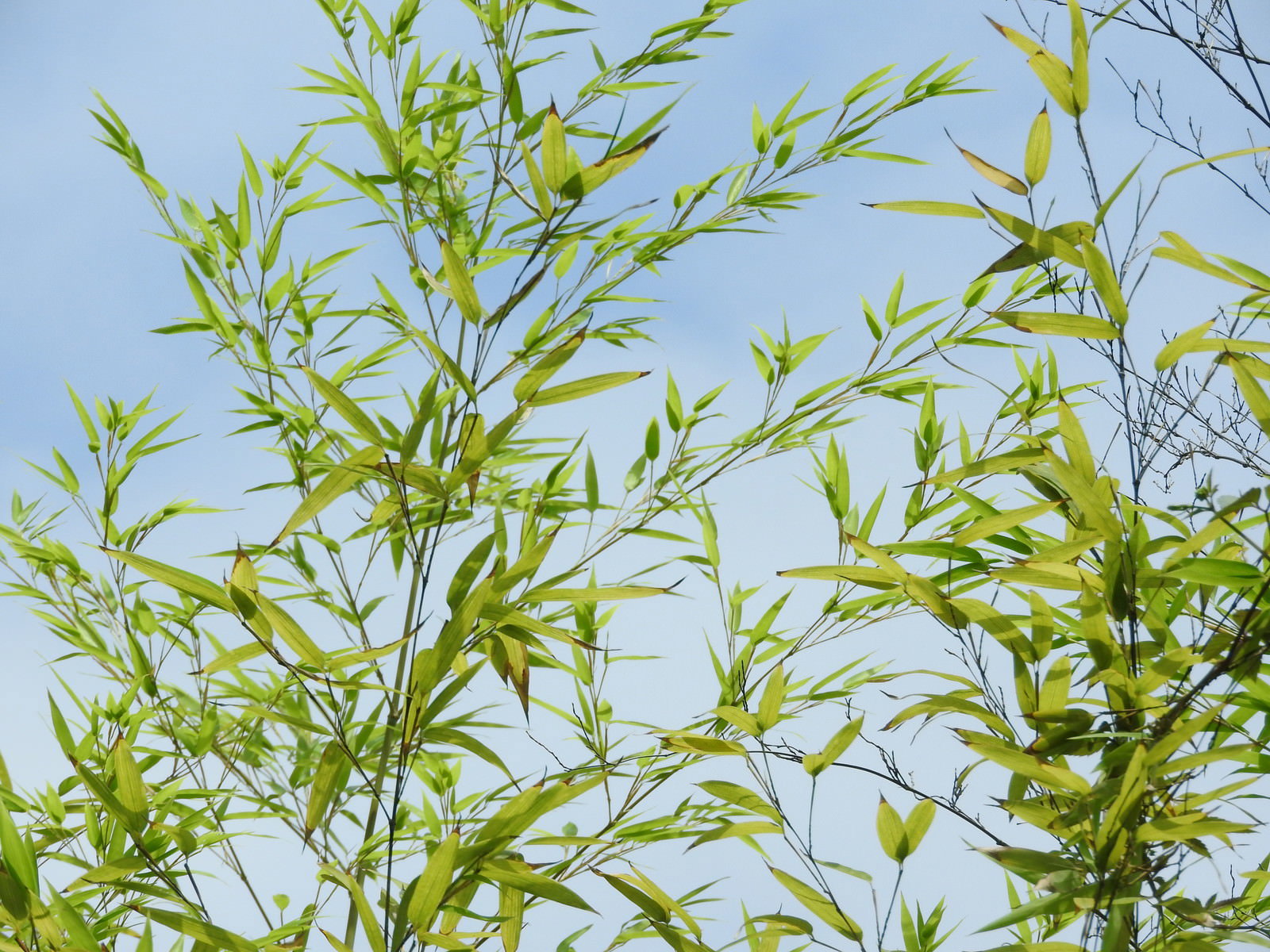 青空を背景に風にそよぐ緑色の笹の葉