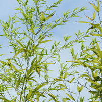 青空を背景に風にそよぐ笹の葉の写真