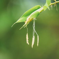 緑を背景に黄色く開花した笹の花のの写真