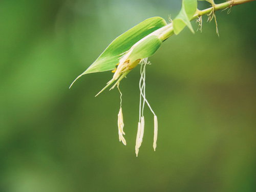 緑を背景に黄色く開花した笹の花の