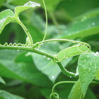 雨上がりの緑の葉に付いた水滴と雫が光を反射する風景の写真