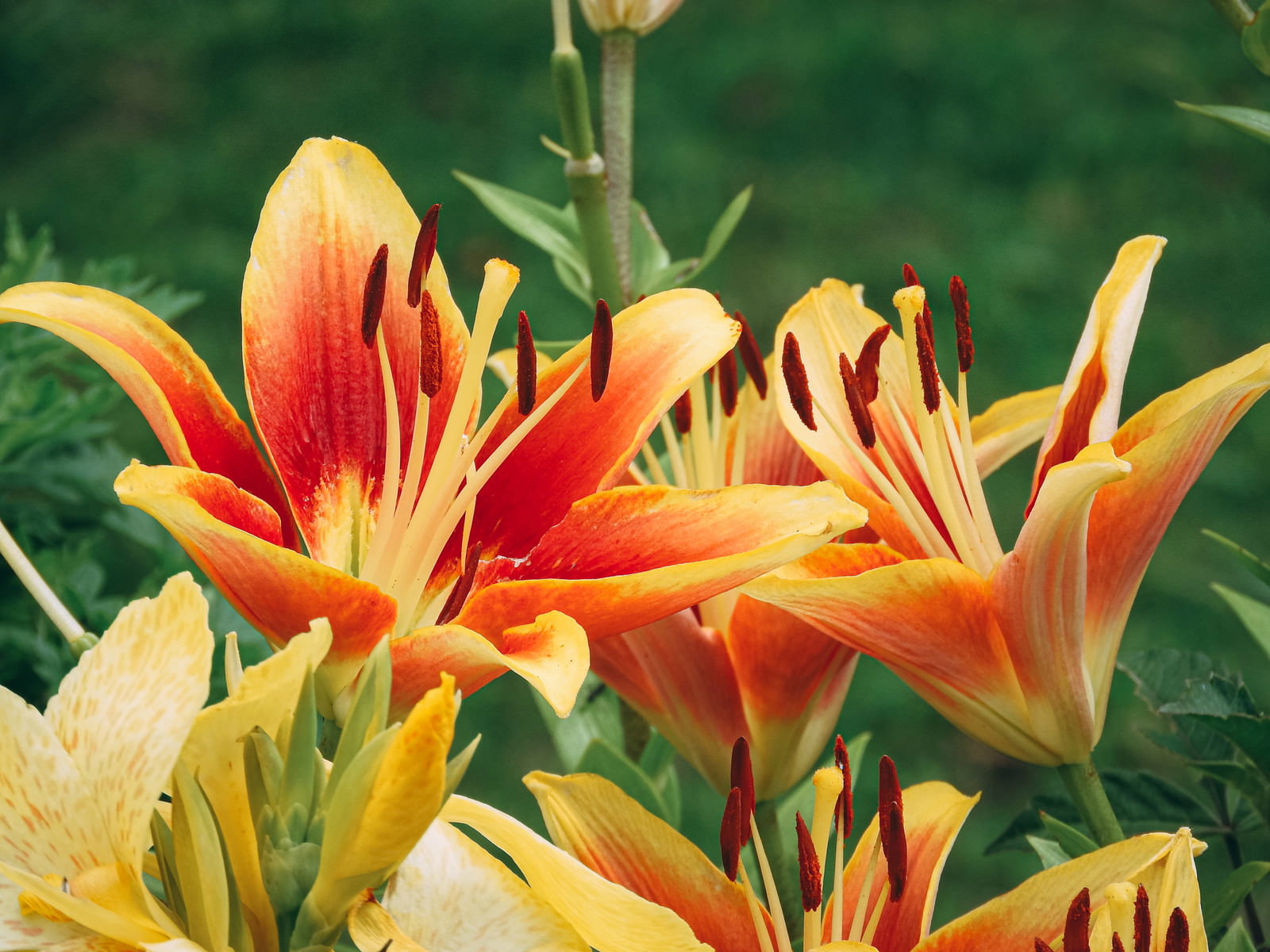 鮮やかなオレンジ色の花びらに赤い筋が入ったユリの花