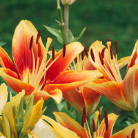 赤い筋が入ったオレンジ色のユリの花と つぼみの写真