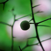 カラタチの小さな実と鋭い棘が特徴の枝と葉の写真