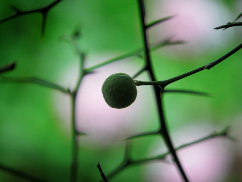 カラタチの小さな実と鋭い棘が特徴の枝と葉