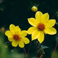 黄色のガーデンダリアの花｜秋の庭を彩る切り花の写真