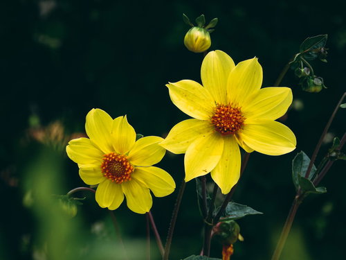 黄色のガーデンダリアの花｜秋の庭を彩る切り花