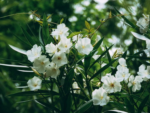 木漏れ日の中で咲くキョウチクトウの白い花と緑の葉