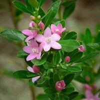 花開くクロウエア（ミカン科）の開花時期と成長過程の写真