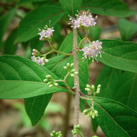 コムラサキの花と蕾のクローズアップの写真