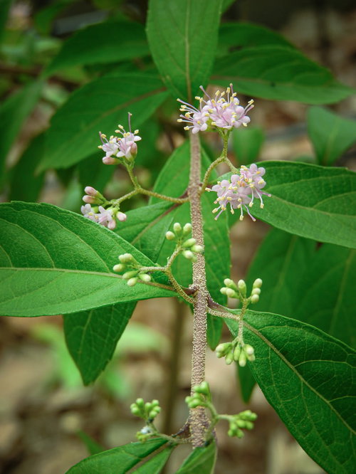 コムラサキの花と蕾のクローズアップ