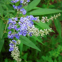 紫色の小花が穂状に開花したセイヨウニンジンボクの写真