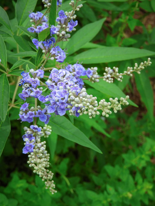 紫色の小花が穂状に開花したセイヨウニンジンボク