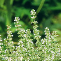 野に咲くタイムの白い小花、シソ科の多年草ハーブの写真