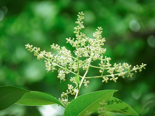 トウネズミモチの白い小花が房状に咲く花と緑の葉
