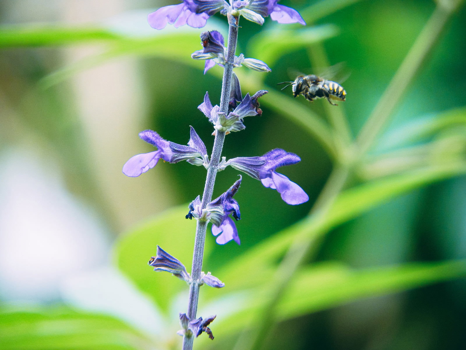 紫色の花に向かって飛行するトモンハナバチのオス