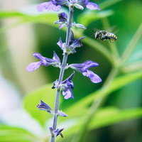 紫色の花に近づいて飛行するトモンハナバチのオスの写真