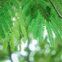 木漏れ日に透ける合歓の木の羽状複葉の写真