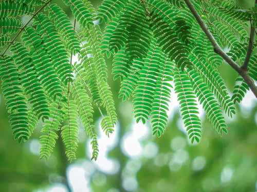 木漏れ日に透ける合歓の木の羽状複葉