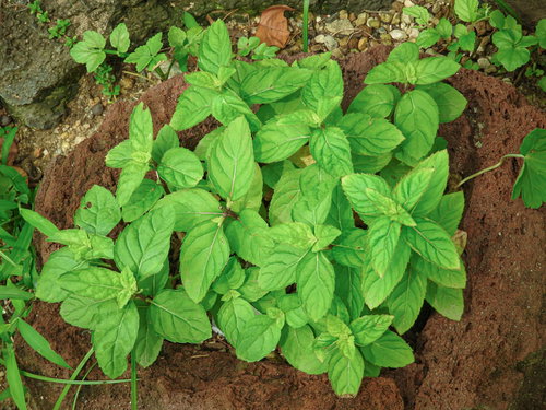 ハッカの葉のクローズアップ