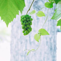 青々とした葉に囲まれた一房の緑のブドウと蔓の写真
