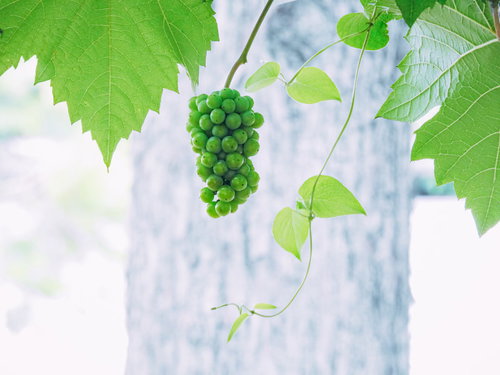 青々とした葉に囲まれた一房の緑のブドウと蔓