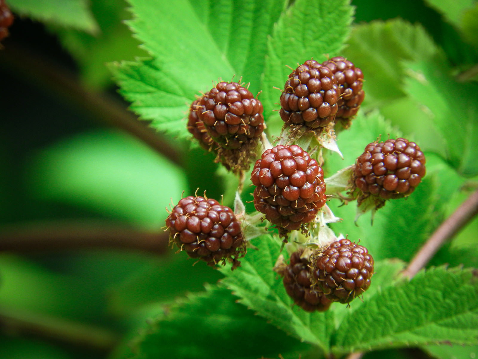 緑の葉に囲まれた赤紫色のブラックベリーの果実