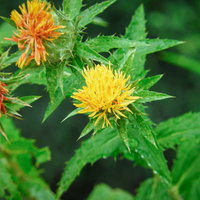 オレンジと黄色のベニバナの花と刺々しい緑の葉の写真