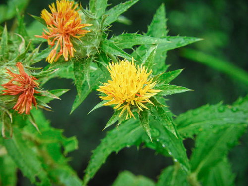 オレンジと黄色のベニバナの花と刺々しい緑の葉