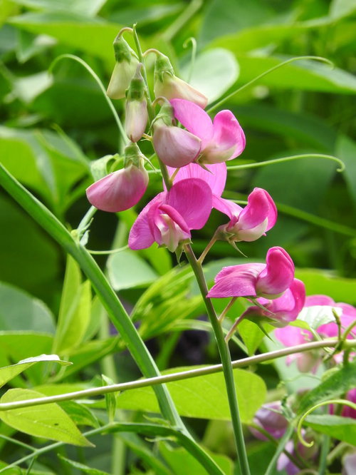 開花を始めたマメ科の花、ピンク色と紫色の小さな花