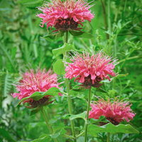緑の葉に囲まれて咲く鮮やかなピンク色のモナルダの写真