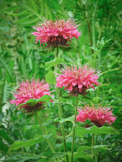 緑の葉に囲まれて咲く鮮やかなピンク色のモナルダ