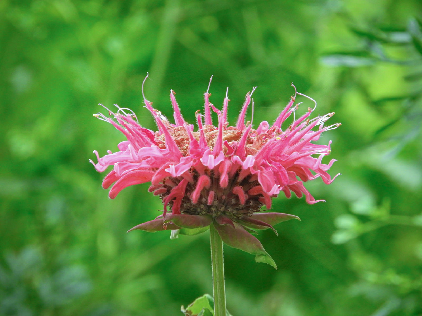 緑の背景にピンク色のモナルダの花が咲いている様子