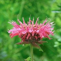 ピンク色に開花したモナルダの花。シソ科のハーブの写真